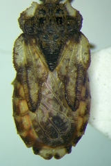 Aradus depressus