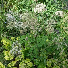 Angelica sylvestris