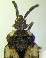 Aradus depressus