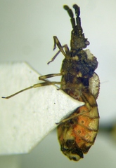 Aradus depressus