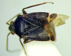 Charagochilus gyllenhalii