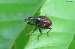 Paracycnotrachelus chinensis