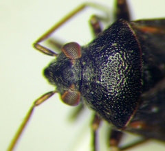 Charagochilus gyllenhalii