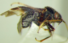 Charagochilus gyllenhalii