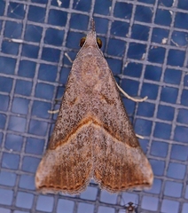 Hypena degesalis