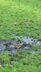Turdus pilaris