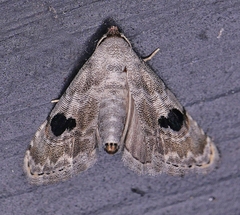 Abablemma duomaculata