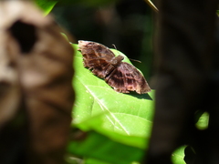 Achlyodes busirus