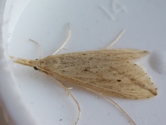 Donacaula longirostrallus