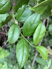 Cassinopsis ilicifolia