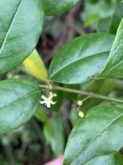 Cassinopsis ilicifolia