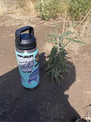 Solanum elaeagnifolium