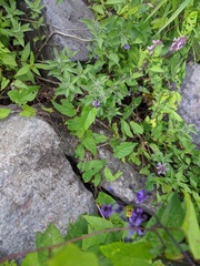 Solanum dulcamara