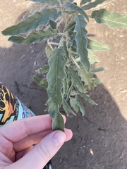 Solanum elaeagnifolium