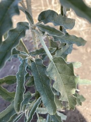 Solanum elaeagnifolium