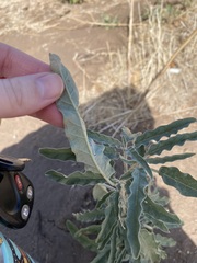 Solanum elaeagnifolium