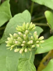 Mikania chenopodiifolia