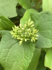 Mikania chenopodiifolia