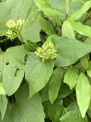 Mikania chenopodiifolia
