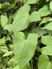 Mikania chenopodiifolia