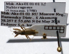 Nabis rugosus
