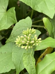 Mikania chenopodiifolia