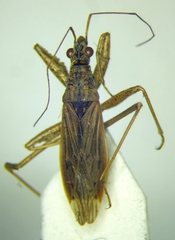 Nabis rugosus