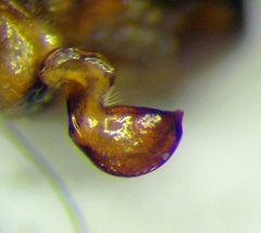 Nabis rugosus