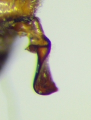 Nabis rugosus