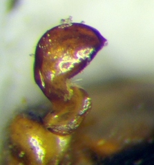 Nabis rugosus