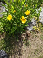 Sonchus arvensis