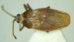 Oncochila simplex