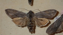 Cucullia lucifuga