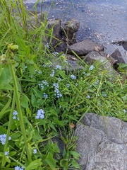 Myosotis