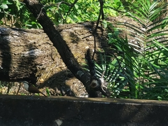 Campylorhynchus chiapensis