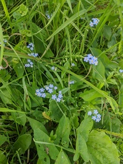 Myosotis