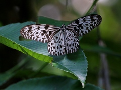 Idea iasonia