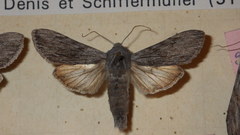 Cucullia lucifuga