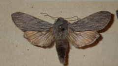 Cucullia lucifuga
