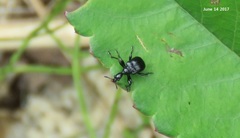 Compsapoderus erythropterus