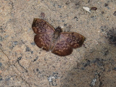 Camptopleura