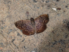 Camptopleura