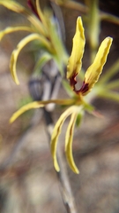 Pelargonium longifolium