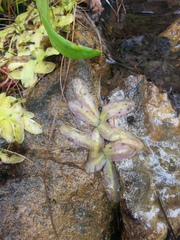 Pinguicula macroceras
