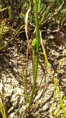 Pelargonium longifolium