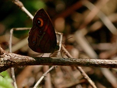 Mycalesis patnia