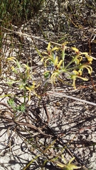 Pelargonium longifolium