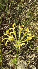 Pelargonium longifolium