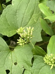 Mikania chenopodiifolia