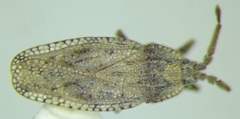 Tingis crispata